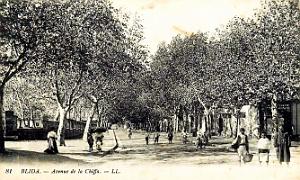 2749- Blida - Avenue de la Chiffa - 1916